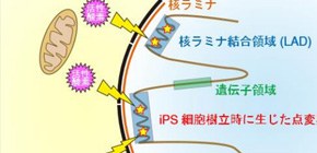iPS細胞におけるゲノム変異の解明
