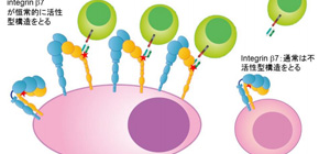 多発性骨髄腫に対する新規「CAR-T細胞療法」を開発