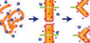 細胞分裂期の染色体凝縮はマグネシウムイオンの増加によって起こる