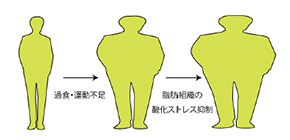 脂肪組織酸化ストレスによって分けられる 病的な肥満者と健康的な肥満者