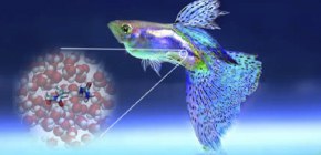 海水魚の塩水適応に必要な分子は直接水素結合しないことを発見