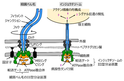 20180628_1_fig2.PNG