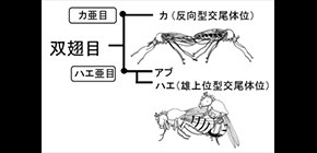 世界初！昆虫の交尾行動の進化の謎を解明