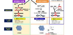 あらゆる組織の難治性遺伝病を治療可能に!?全身性ゲノム編集治療技術『SATI』を開発