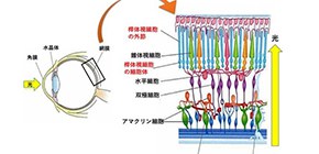 残っていた謎。明るい場所と暗い場所で目が慣れる分子メカニズムを解明