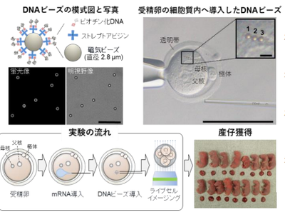 20190610_1_fig1.png