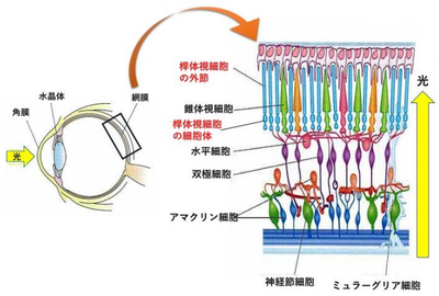 20191101_1_fig2.PNG