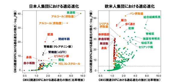 日本人と欧米人の適応進化に関わる遺伝子領域や形質を特定