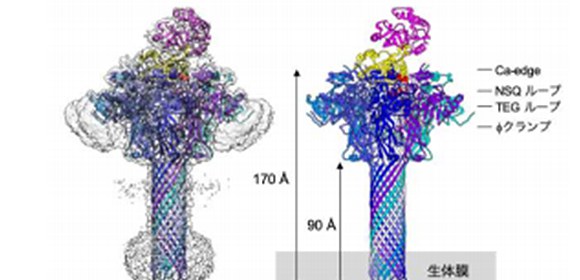 細菌毒素タンパク質の膜透過機構の一端を解明
