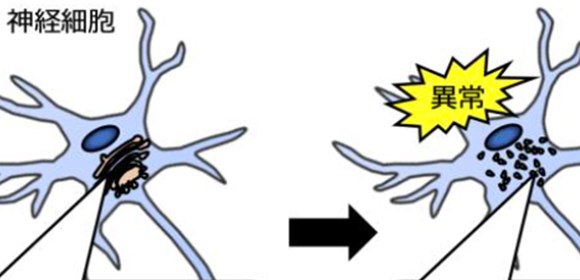 神経細胞の発達の鍵はタンパク質のアルギニンメチル化修飾にあり！