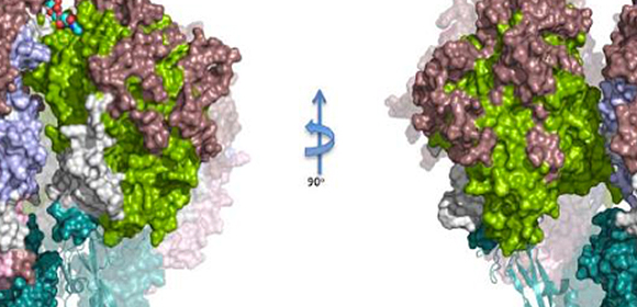ヒト肺炎病原菌で感染の鍵となる分子の構造を解明
