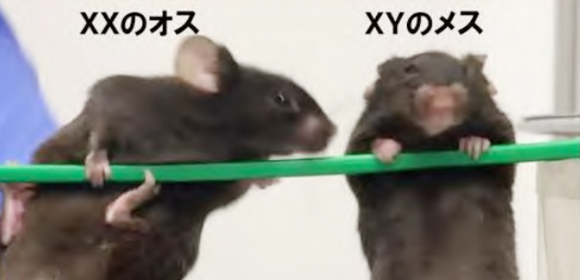 マウス性決定遺伝子 Sry の全貌をついに解明