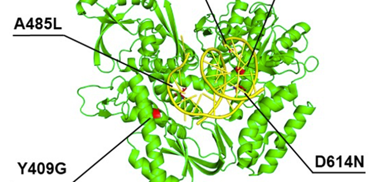 架橋型人工核酸を転写・逆転写可能な改変ポリメラーゼの開発に成功