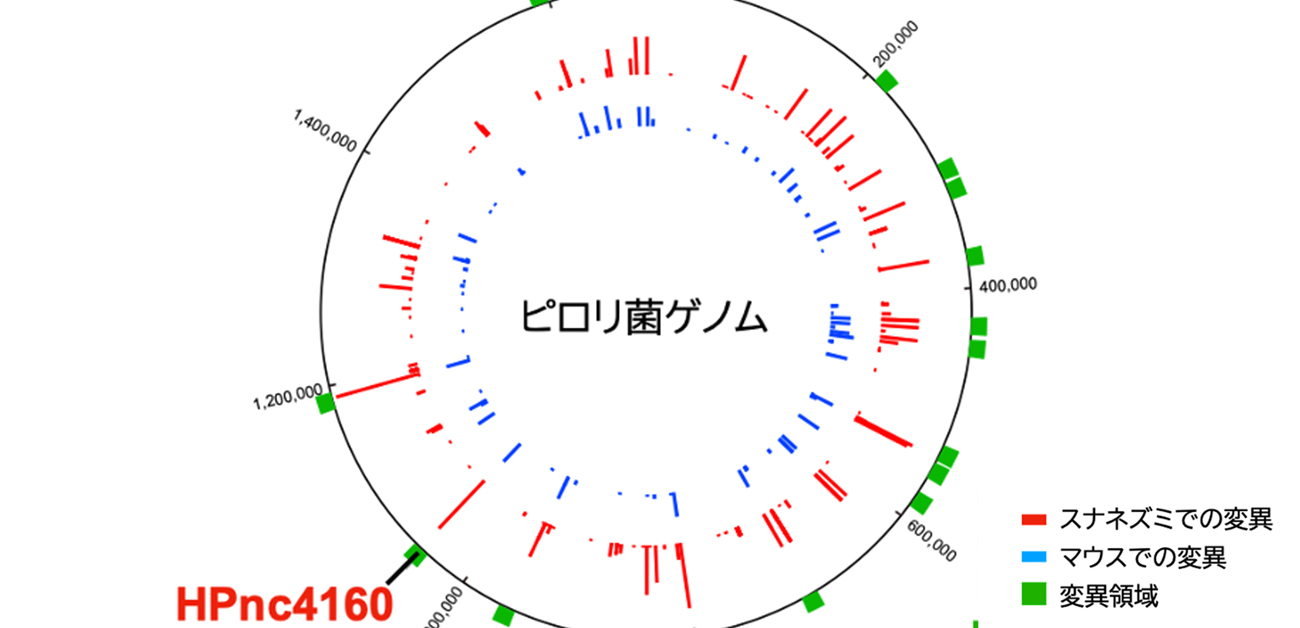 数十年もいる謎。ピロリ菌の持続感染メカニズムを解明 - ResOU