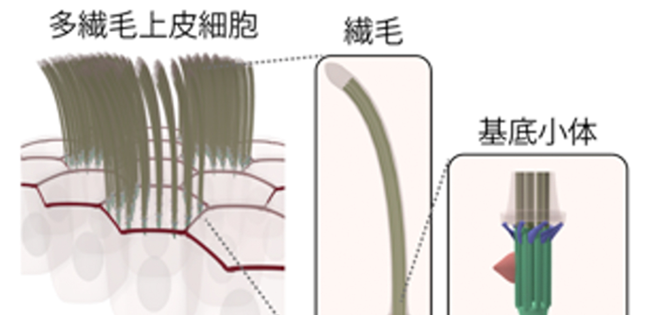 気管の掃除メカニズムの一端を解明