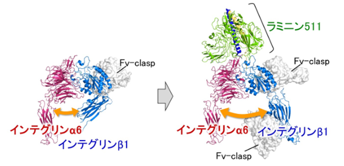 基底膜と上皮細胞を接着するタンパク質の立体構造を解明