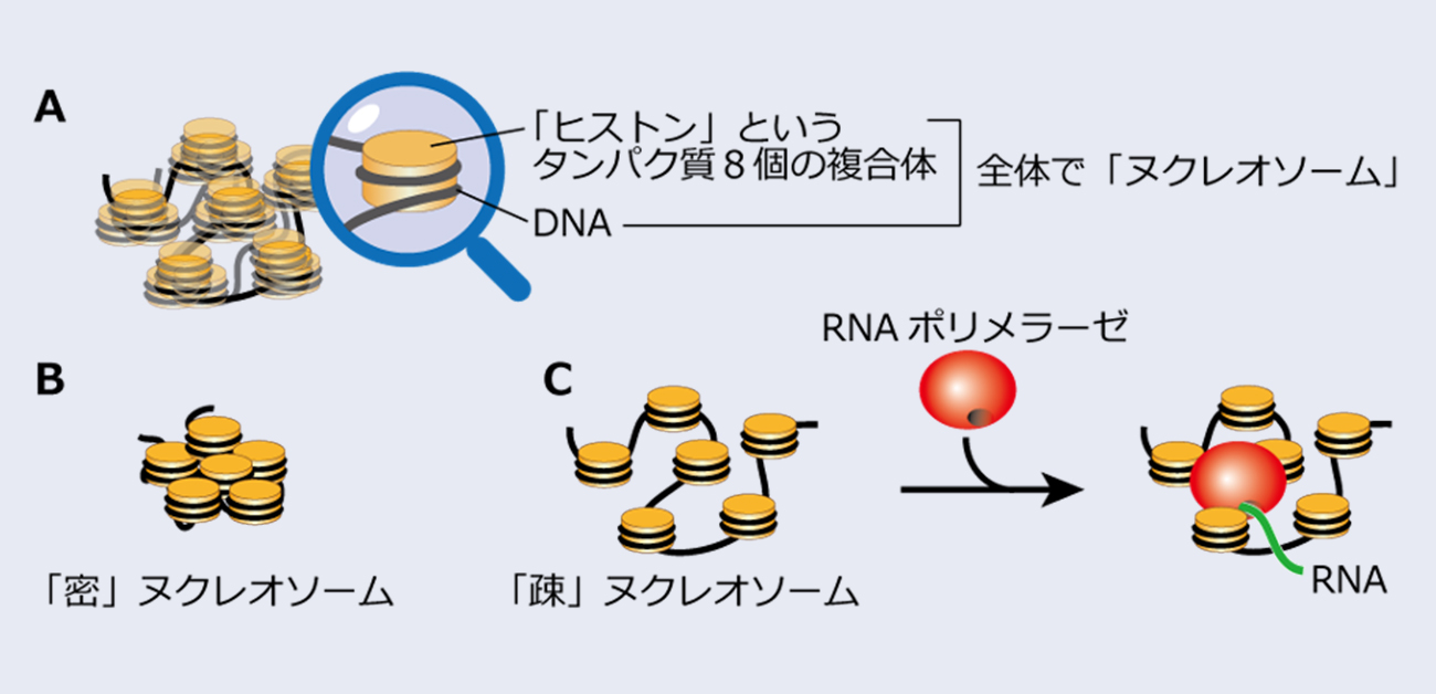 遺伝子の構造が「密」になると遺伝子の働きが抑制される