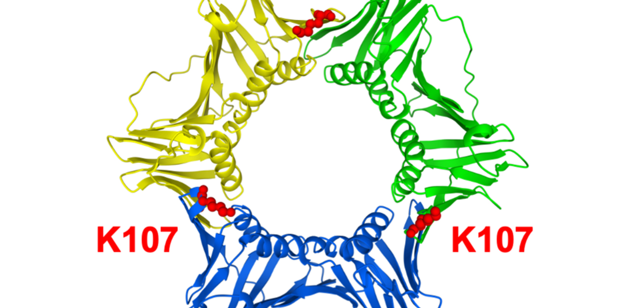 リング状タンパク質PCNAのユビキチン化により 染色体異常が起きることを発見