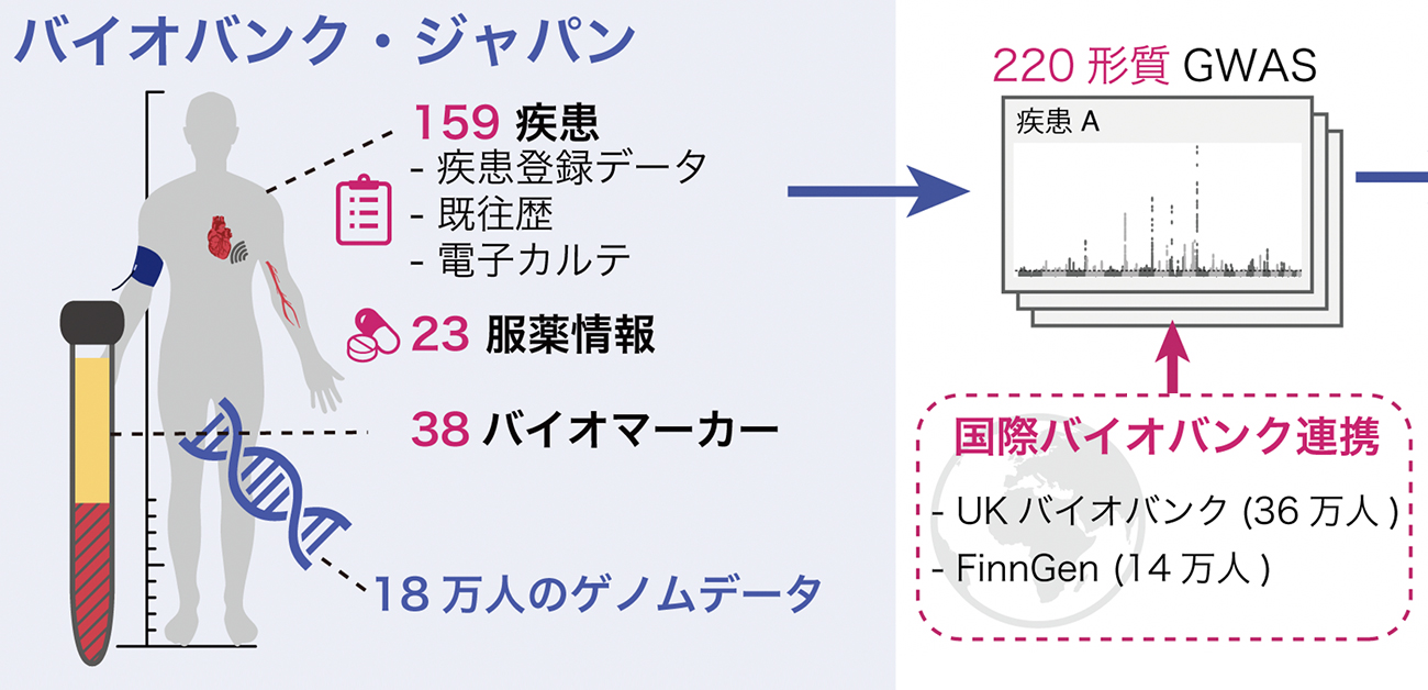 国際バイオバンク連携によるヒト疾患リスク遺伝子アトラスを構築 - ResOU