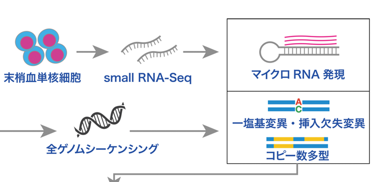 アジア人集団における遺伝的多型がマイクロRNA発現に及ぼす影響のカタログを作成