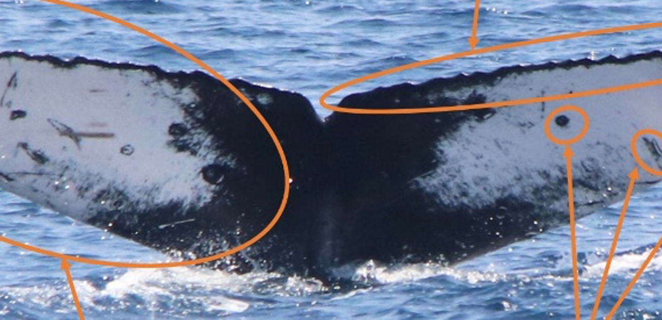 専門家の知見を活かしたAI自動識別システムを開発し、数千頭のザトウクジラを尾びれの形状で識別することに成功