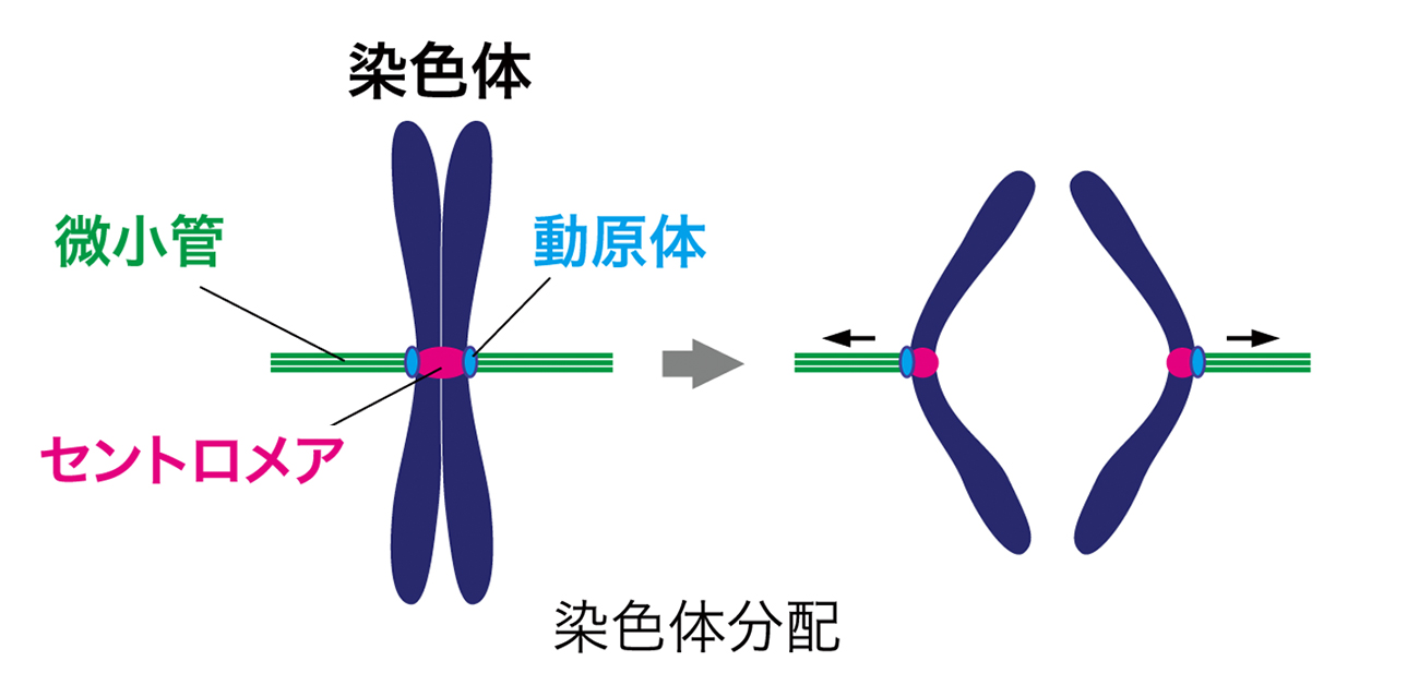 染色体分配の「担い手」動原体の働き、ゲノム編集を駆使し解明