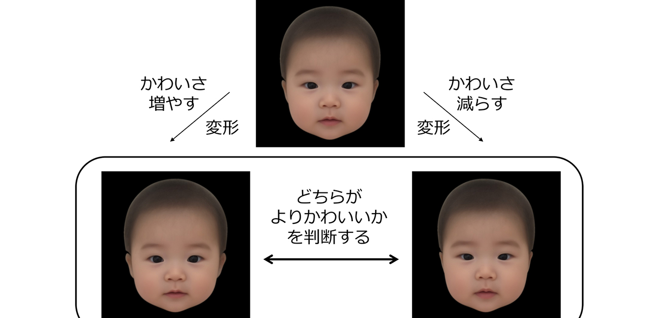 日本人赤ちゃんの顔で明らかになった 客観的な「かわいさ」次元の存在