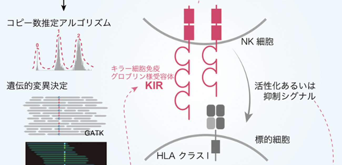 自然免疫に重要なKIR遺伝子領域の構造を解明