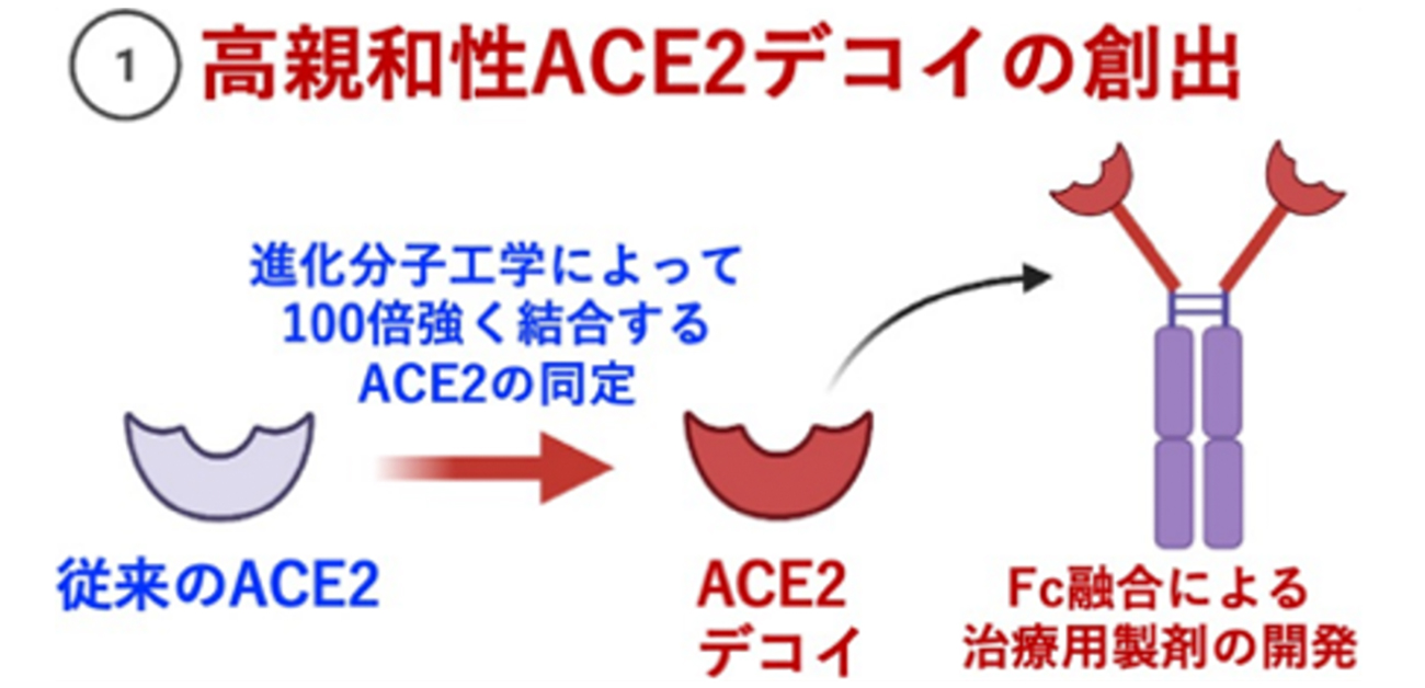 高親和性ACE2製剤はオミクロン株にも有効 - ResOU