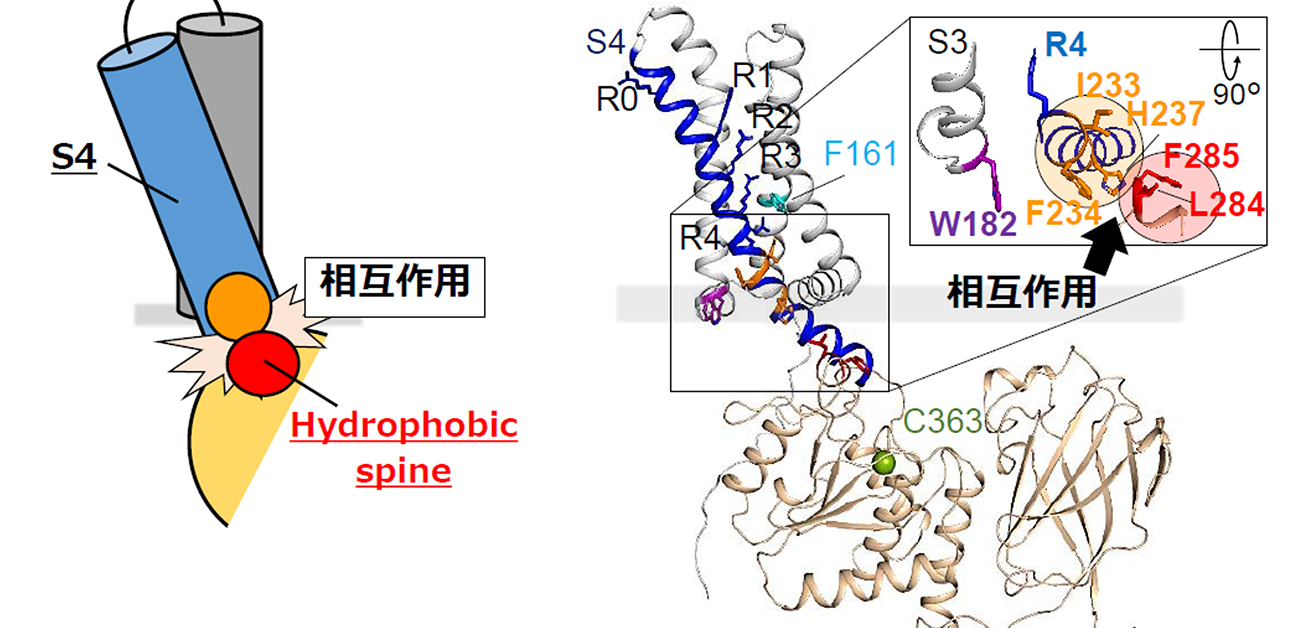 遂に解明！精子に必須のタンパク質VSPのメカニズム - リソウ