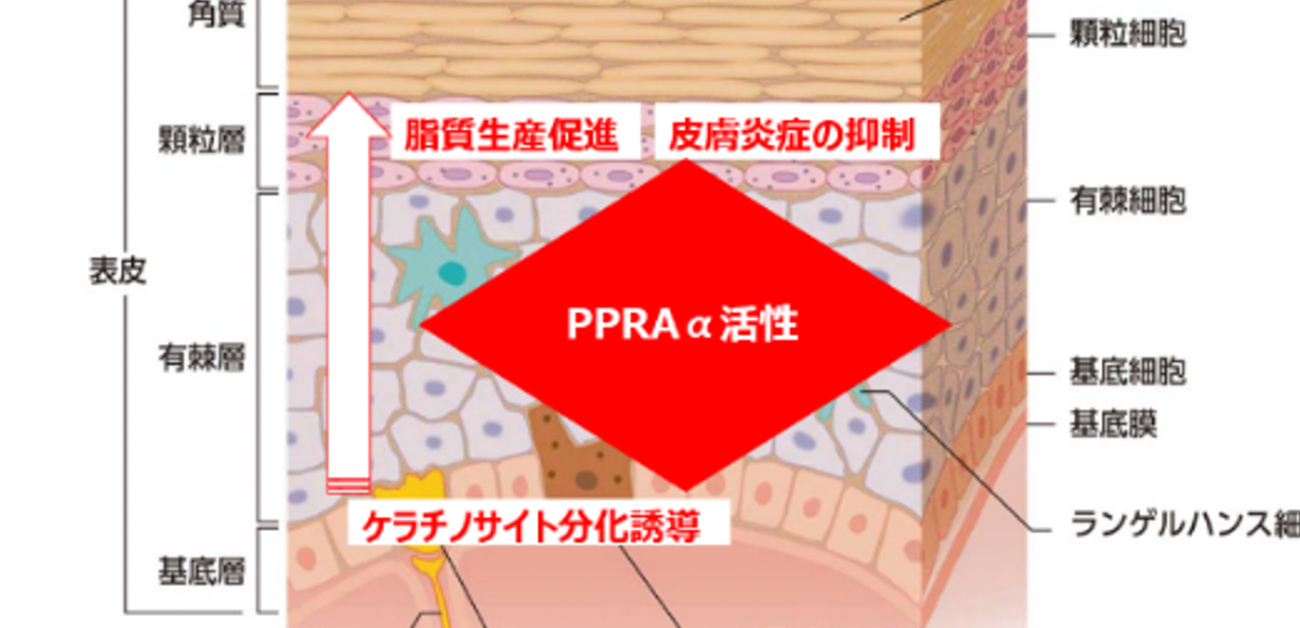 皮膚のバリア機能改善が期待できる核内受容体PPARαを活性化する有用成分を発見