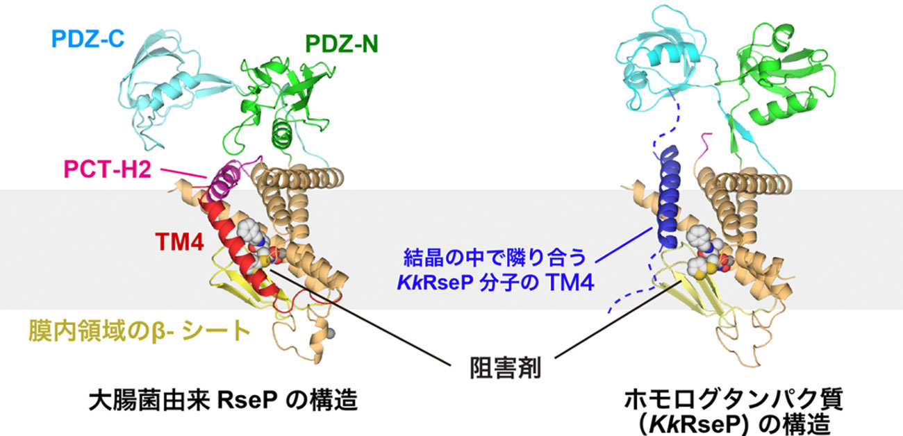 尿タンパクの症状