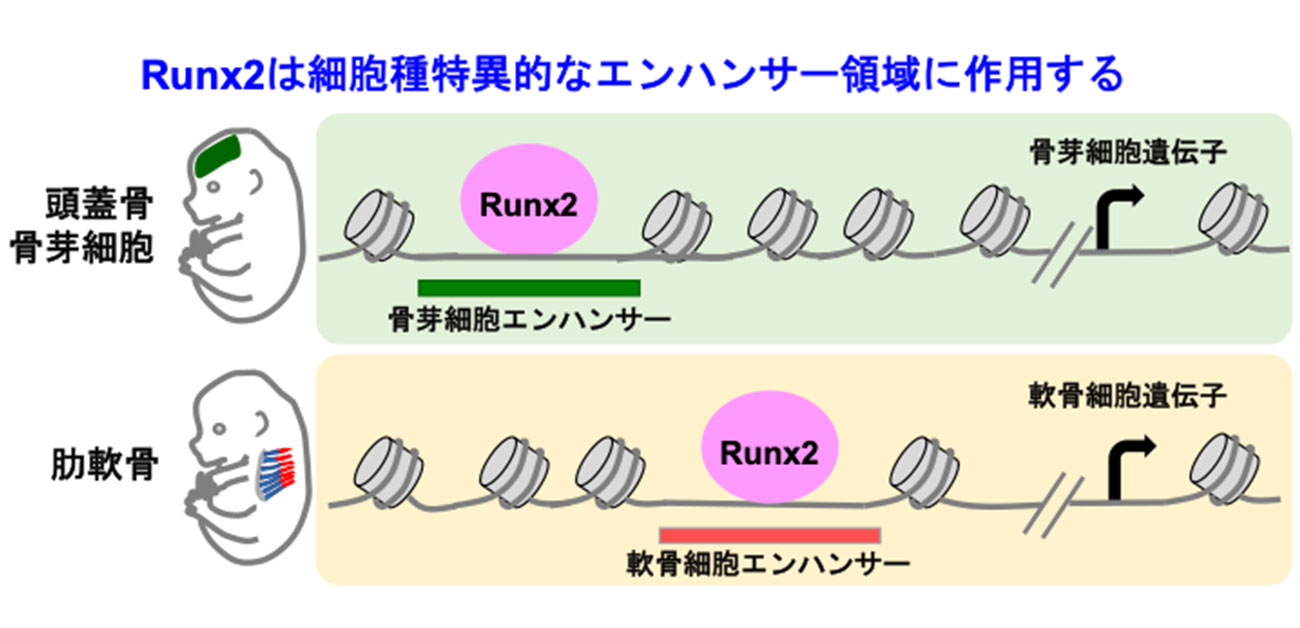 骨形成に必須の転写因子Runx2による ゲノムDNAの制御機構が明らかに