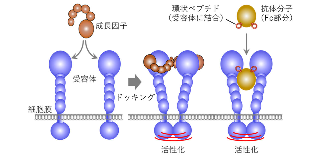 慢性疾患・脳疾患治療の可能性を開く人工成長因子 - ResOU