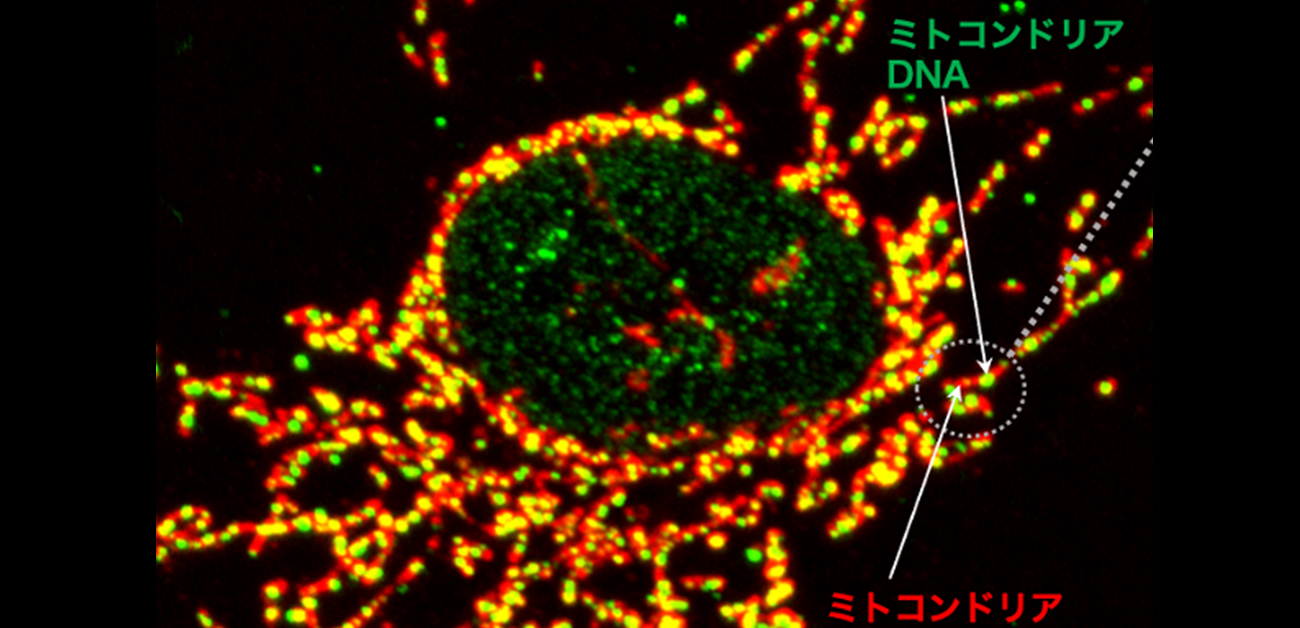 細胞を知る。エンドが変わる エンドサイトーシスの新しい細胞内輸送経路を発見 | 学校法人東京理科