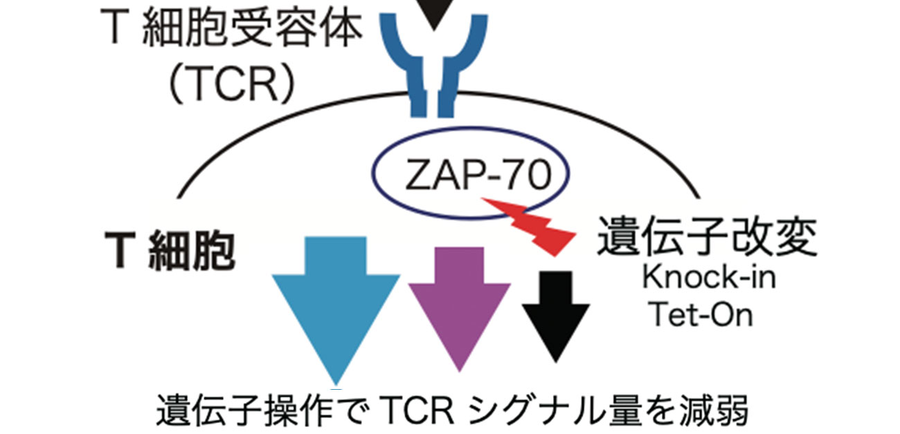 自己免疫疾患を自然発症する異常シグナルを解明 - ResOU