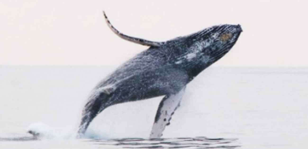 国内4海域に来遊するザトウクジラの集団構造を解明！