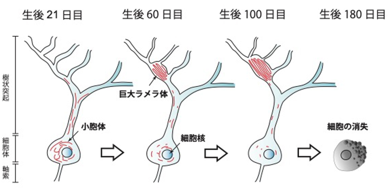 マウス・ラット疾患モデル活用ハンドブック 表現型 遺伝子情報 使用