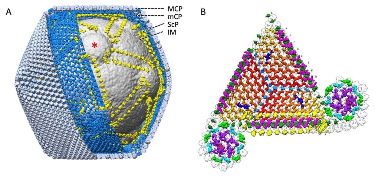 巨大ウイルス“トーキョーウイルス”の粒子構造を超高電圧クライオ電子顕微鏡で解明