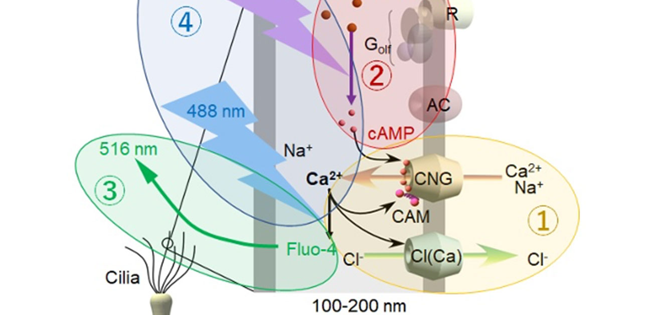 匂いを感じる瞬間のＣａ２＋の振舞いを遂に解明