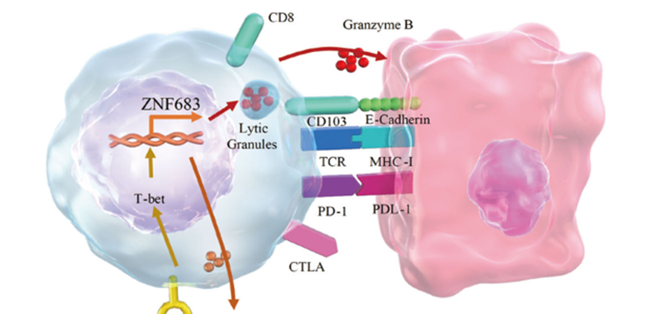 ヒト大腸がん組織に棲む記憶T細胞の機構を解明