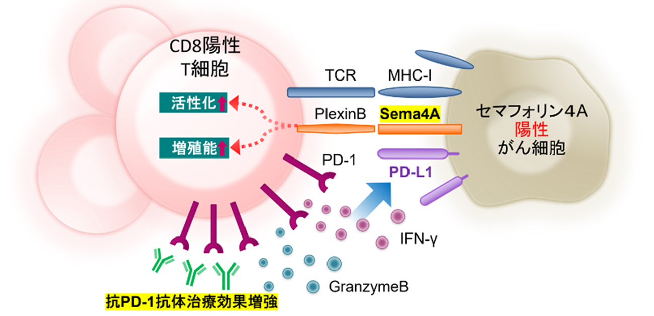 がん免疫を増強する分子“セマフォリン4A”を同定 - リソウ