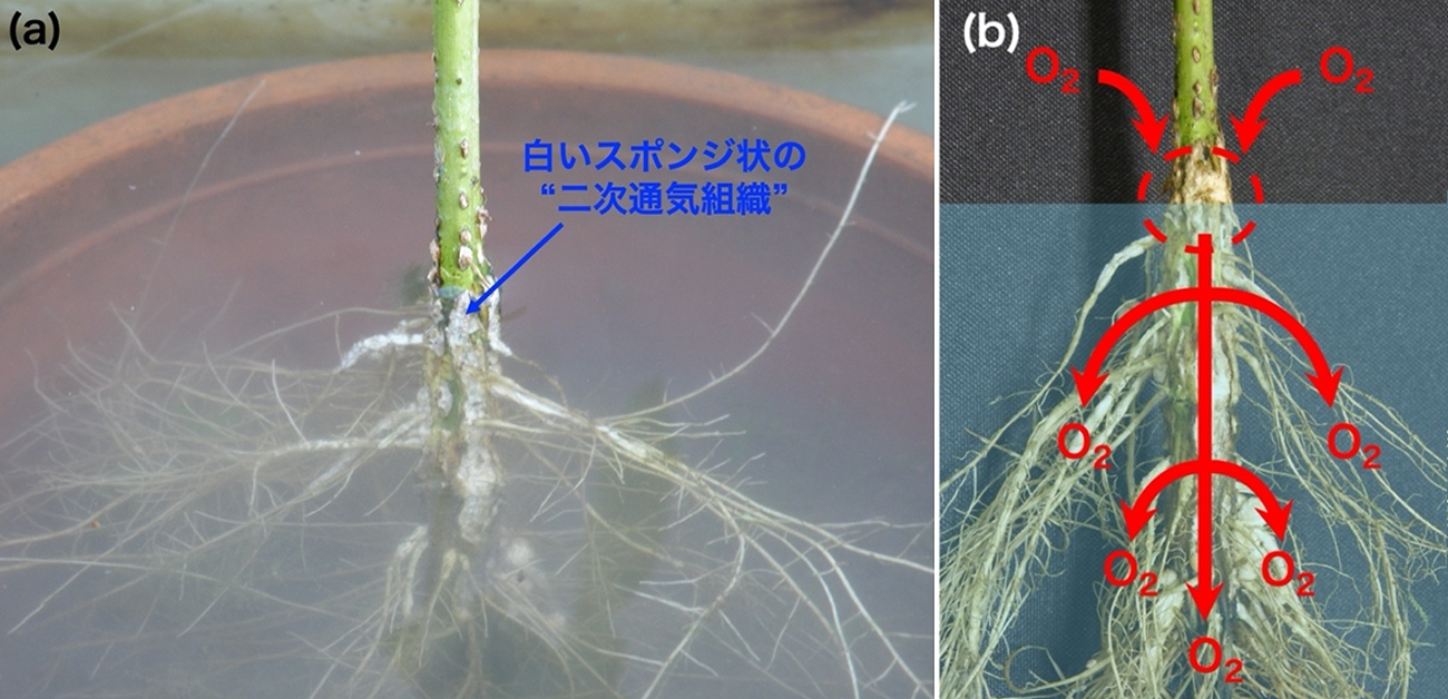 植物におけるトリテルペノイドの 生物学的、生理学的役割が明らかに！