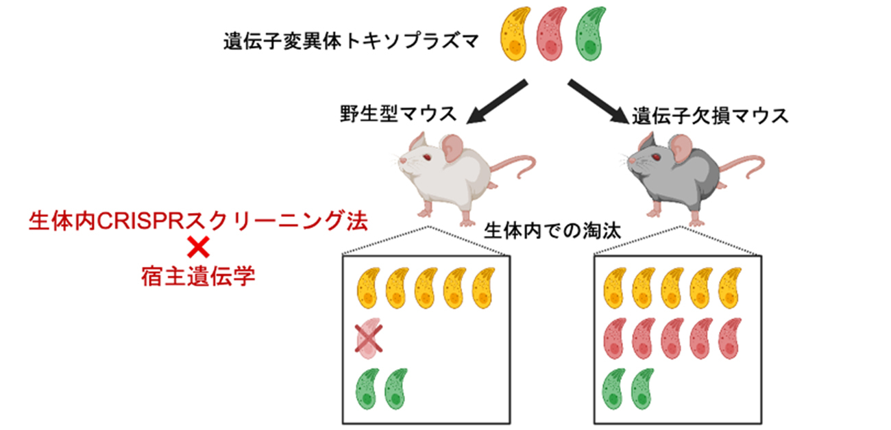 データサイエンスで寄生虫の病原性因子を丸裸に！