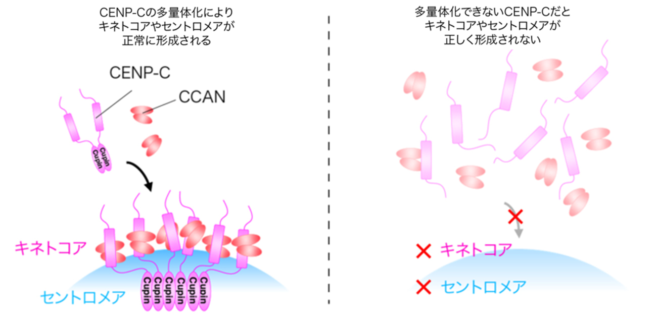 染色体分配の「担い手」動原体の形成メカニズムを発見