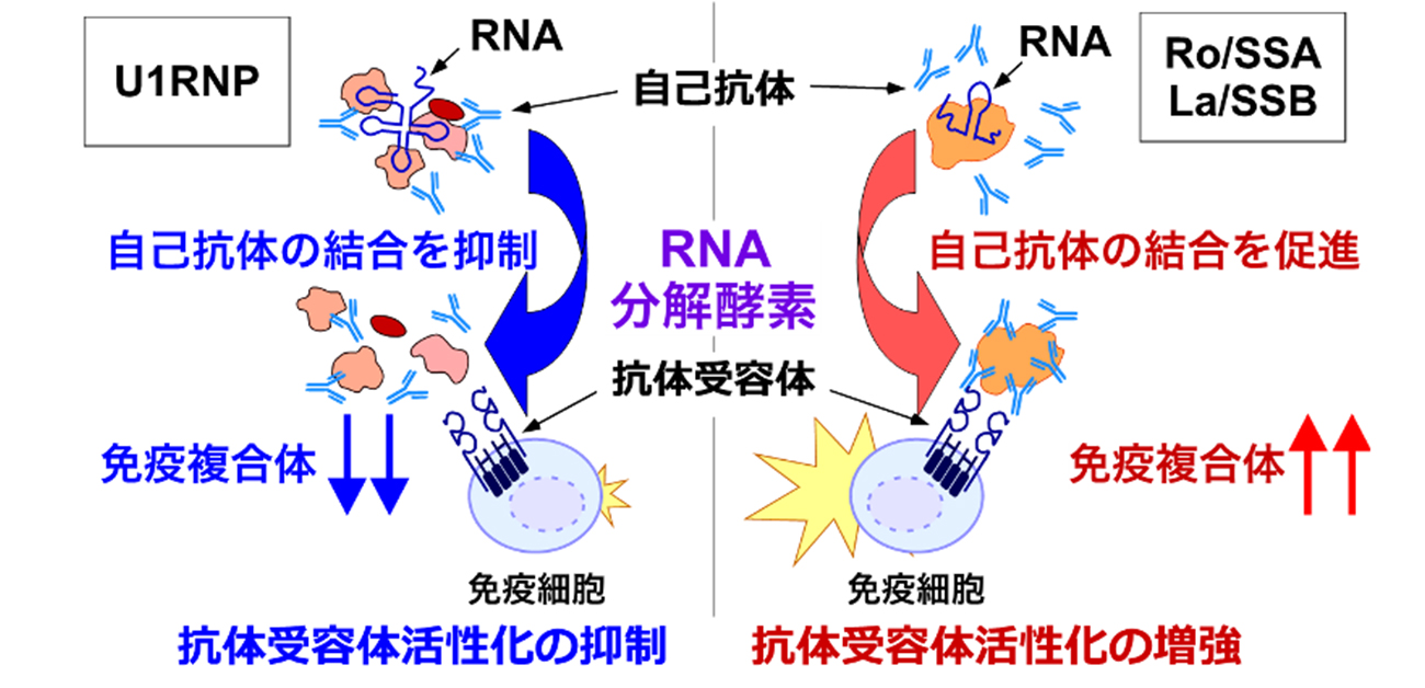 RNA分解酵素は、免疫複合体による免疫細胞活性化を増強する