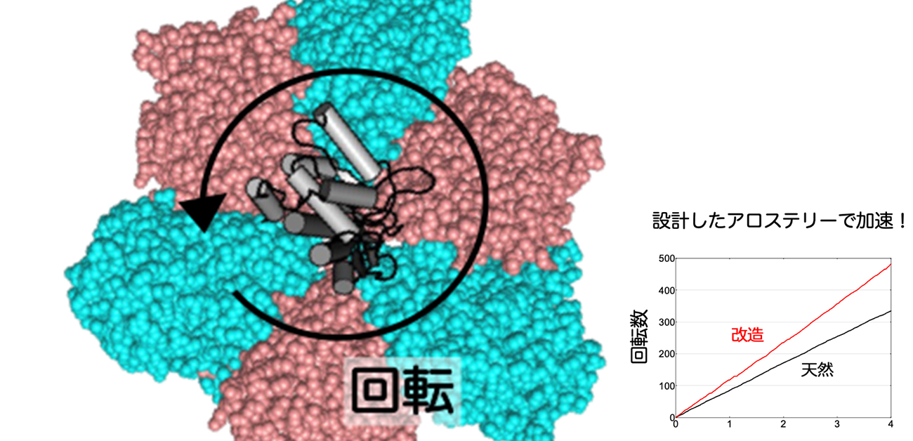 進化の過程で失った機能を復活させ、回転型分子モーターの加速に成功
