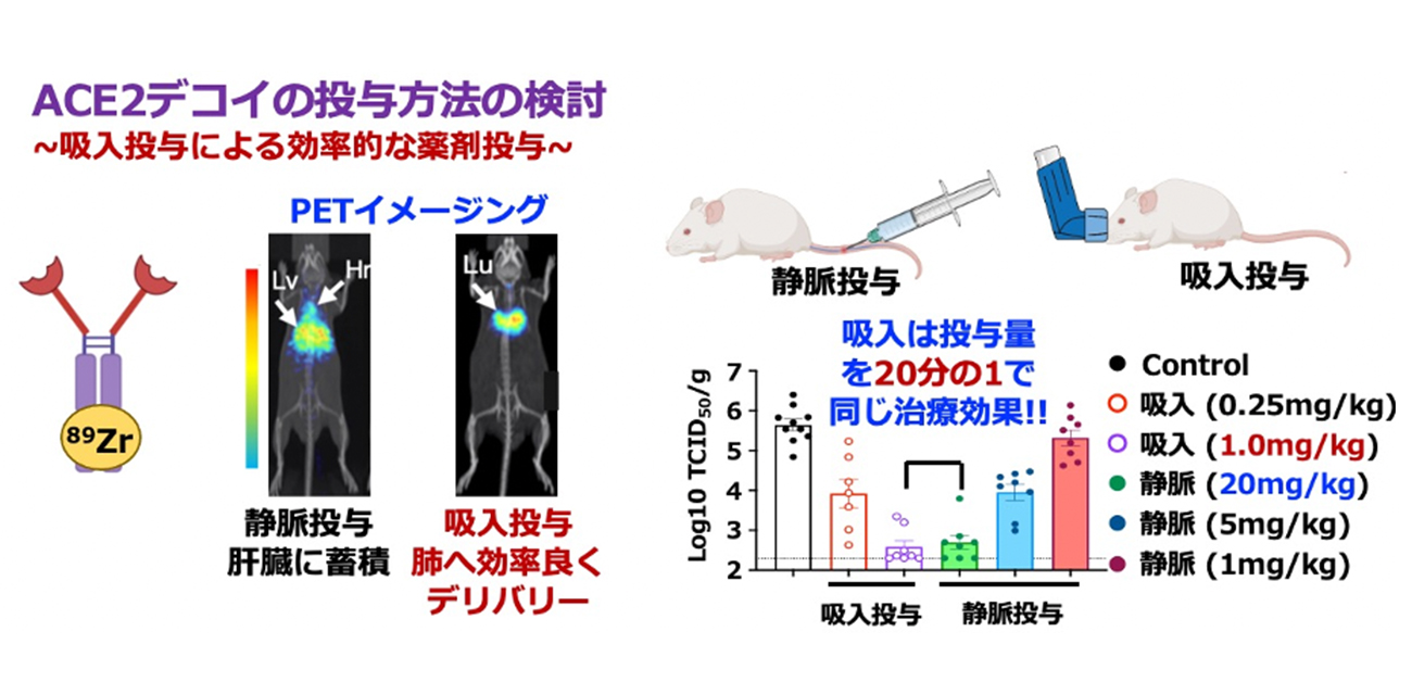 高親和性レセプターデコイのCOVID-19治療効果を非臨床レベルで確認