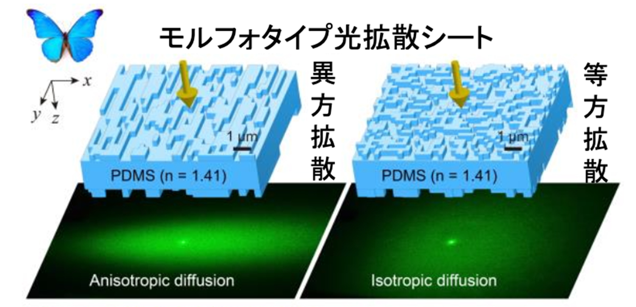 モルフォ蝶に学んだ新たな光拡散シートを作製 - ResOU