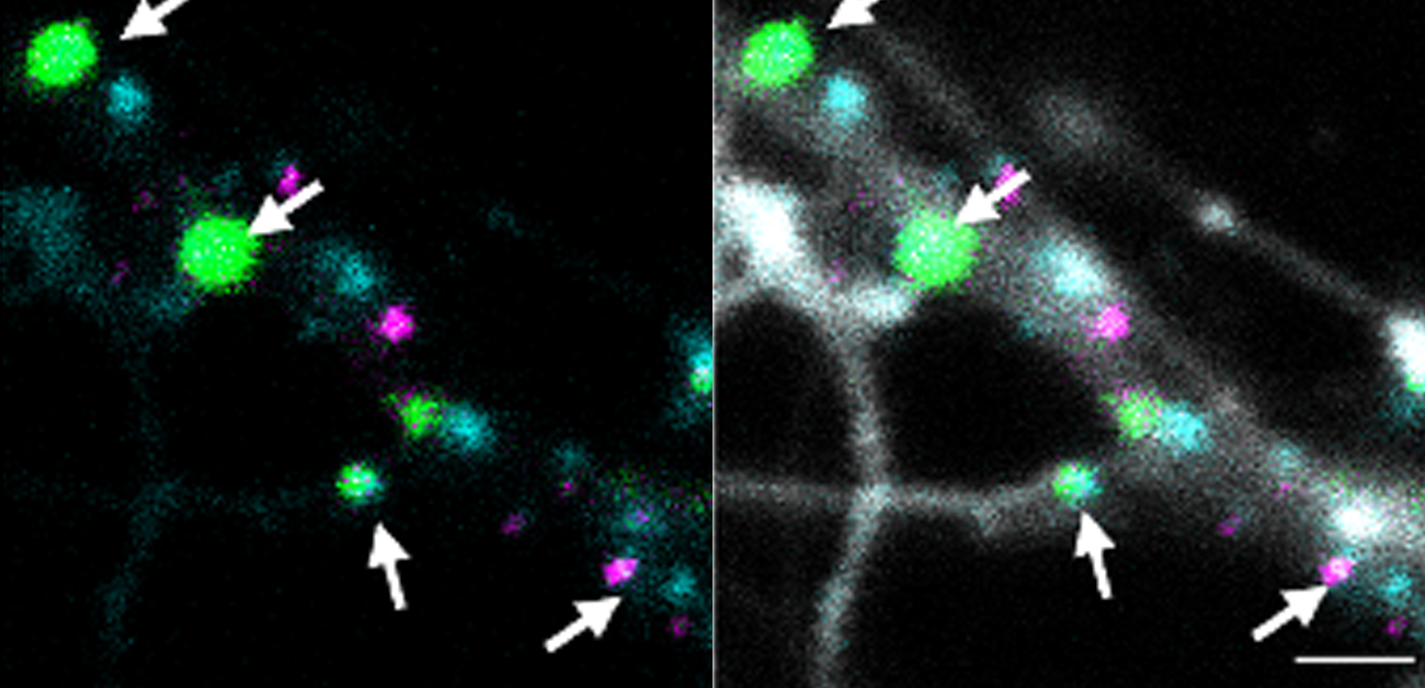 神経細胞でのPcdhホモフィリック相互作用を可視化